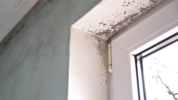 Best Mold Testing  in Tara Hills, CA