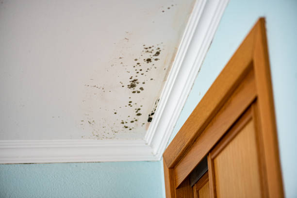Home Mold Removal in Tara Hills, CA