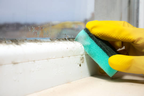 Best Fast Mold Removal  in Tara Hills, CA