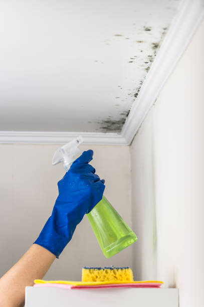 Best Crawl Space Mold Removal  in Tara Hills, CA