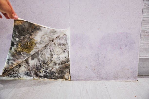 Best Professional Mold Removal  in Tara Hills, CA